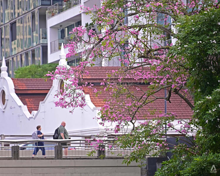 In pictures: Singapore's cherry blossoms in bloom