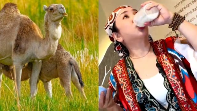 从沙漠到生活日常　刘小佳的这杯“奶中黄金”不简单！