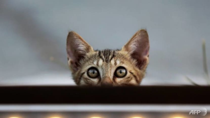 New Zealand village plans ban on new domestic cats: Report