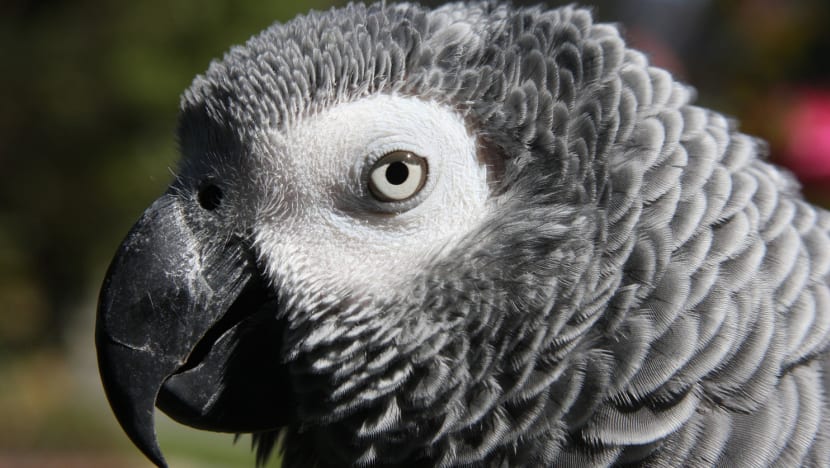Study raises questions about S’pore’s wild bird trade, urges action