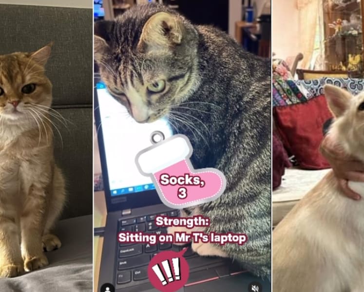 Commentary: Why are voters interested in the pets of Singapore’s presidential candidates?