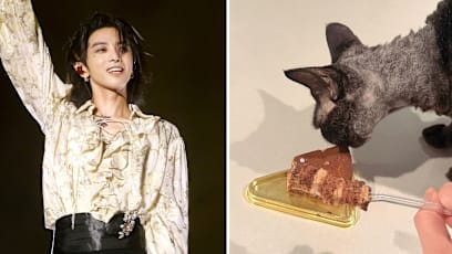 hua_chenyu_cat_chocolate_cake.jpg