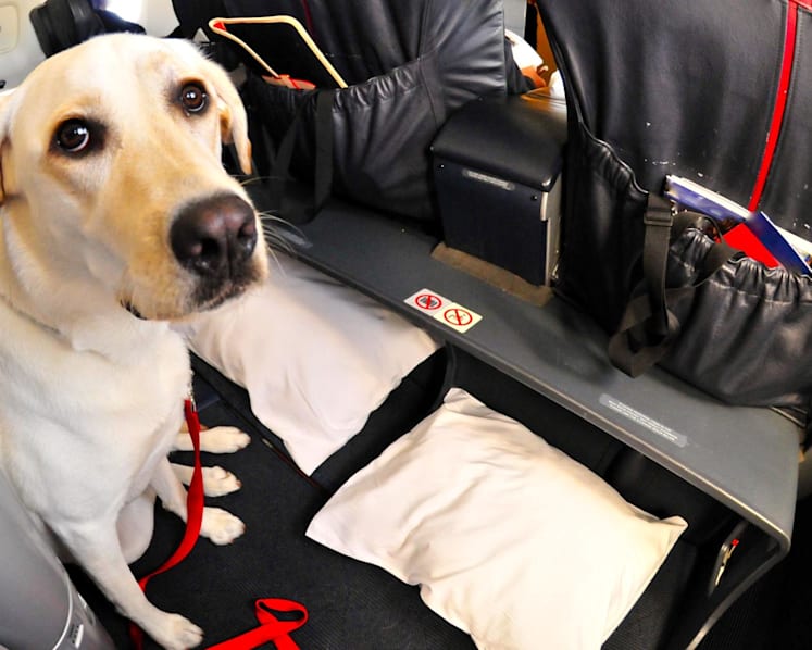 CNA Explains: When are dogs allowed on flights and what can I do if I'm seated next to one?