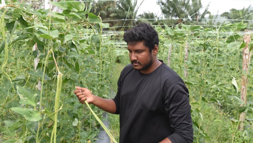 'All 2,000 cucumbers died': Shortage of vegetables, durians from Johor as crops destroyed by floods and heat