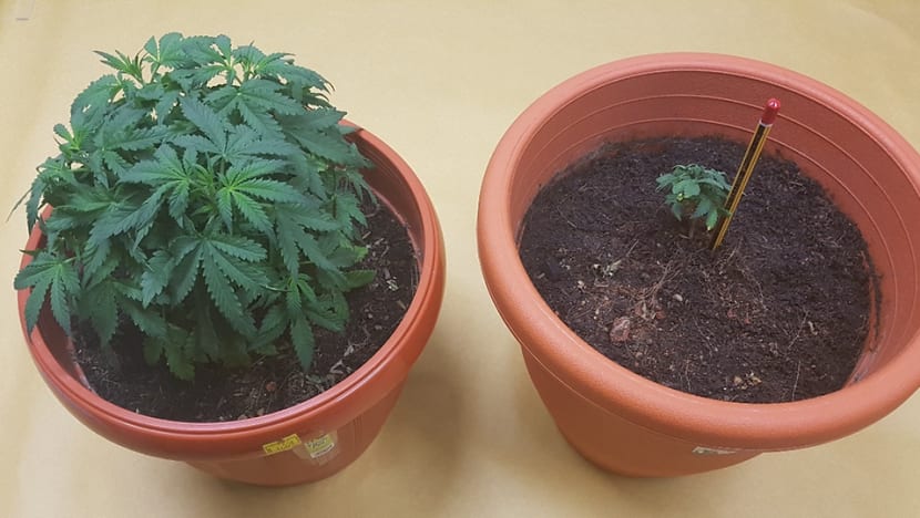 Man who grew cannabis plants in his Yishun flat gets 4 years' jail Man who grew cannabis plants in his Yishun flat gets 4 years' jail