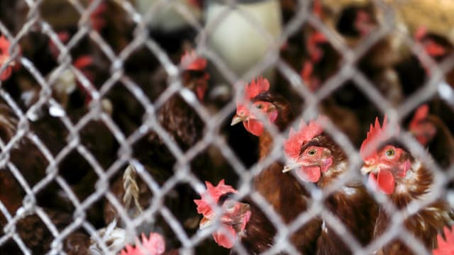 澳洲第三个家禽养殖场被检测出禽流感病毒
