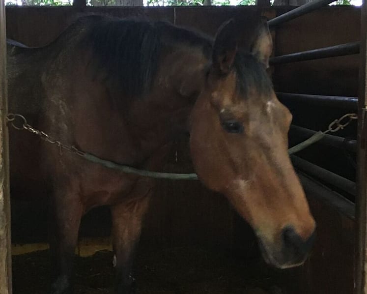 Haru Urara, Japan’s famous losing racehorse, dies at 29