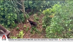 Mandai's Rainforest Wild Adventure East housing African-inspired zone officially opens