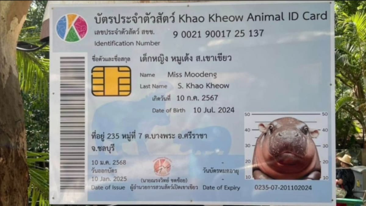 Little pygmy hippo Moo Deng turns 6 months old and gets her own ID card