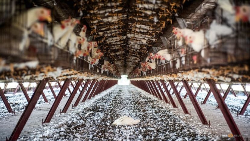 Why bird flu in mammals sparks fear of the virus spreading in humans Why bird flu in mammals sparks fear of the virus spreading in humans