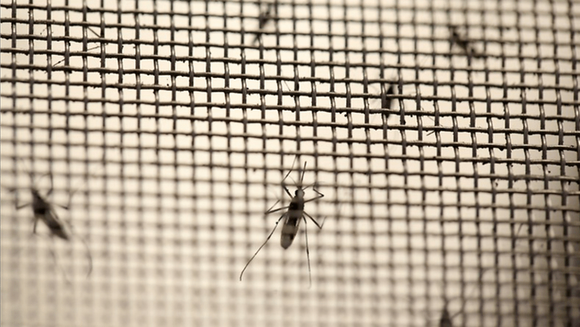 Commentary: Why are dengue fever cases increasing around the world? Commentary: Why are dengue fever cases increasing around the world?