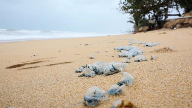 马国登州海边涌现毒水母 民众受促小心勿触碰
