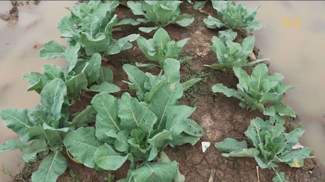 为实现粮食自给 印尼加大优质粮种培育力度