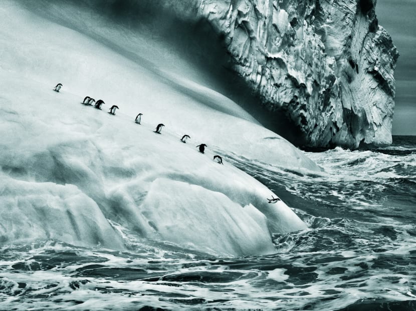 Sebastiao Salgado and the world of Genesis