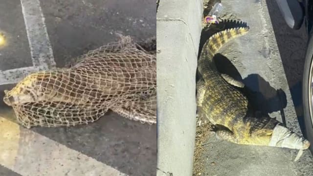 趁饲主清洗水池时逃脱 高雄鳄鱼“逛街”吓坏民众