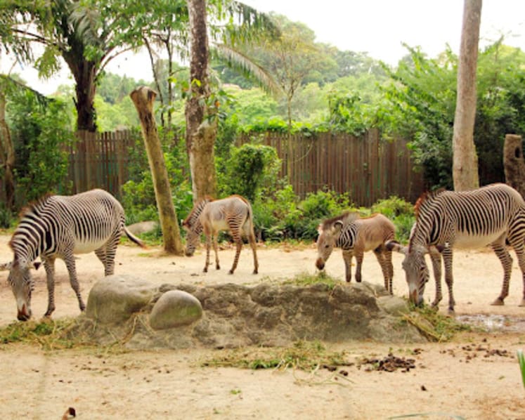 900 newborns across 160 species born at Singapore’s 4 wildlife parks last year