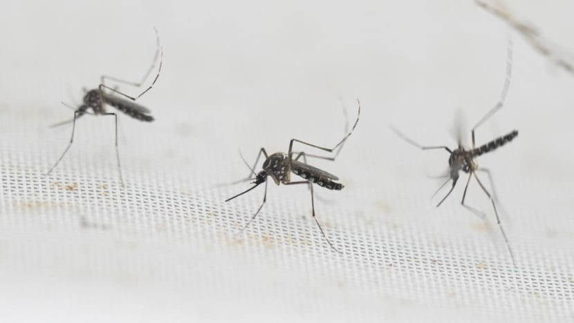 13 dengue deaths in first half of 2024, more than double last year's total