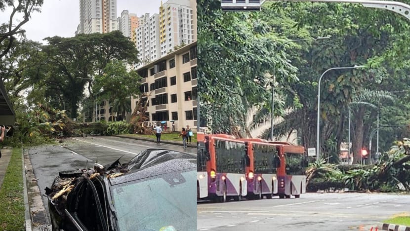 Fallen tree at Tiong Bahru Road snarls traffic, crushes car and damages sheltered walkway