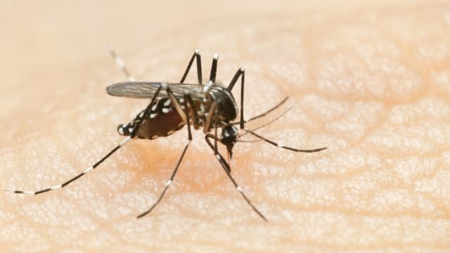 本地今年上半年13人死于骨痛热症 比去年多出一倍以上