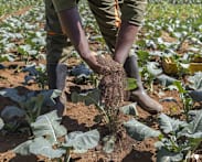 World's soils deteriorating while solutions go unused: UN