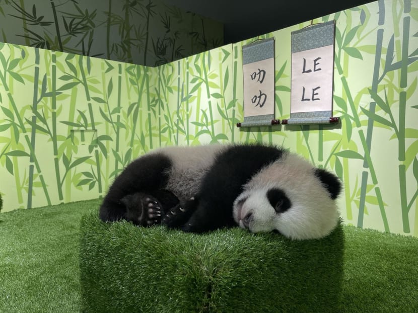 First giant panda cub born in Singapore named Le Le after public vote
