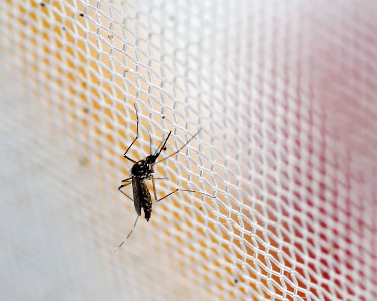 Singapore reports first Zika case since March 2020 
