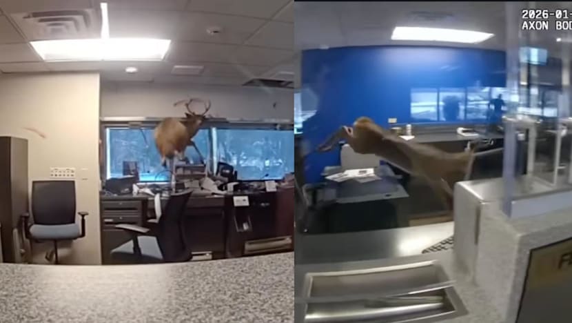 Deer smashes into Long Island bank, wreaks havoc in distress before being released