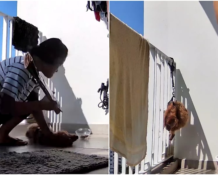 Maid who abused dog to death: Authorities assessing whether to prosecute others involved in case