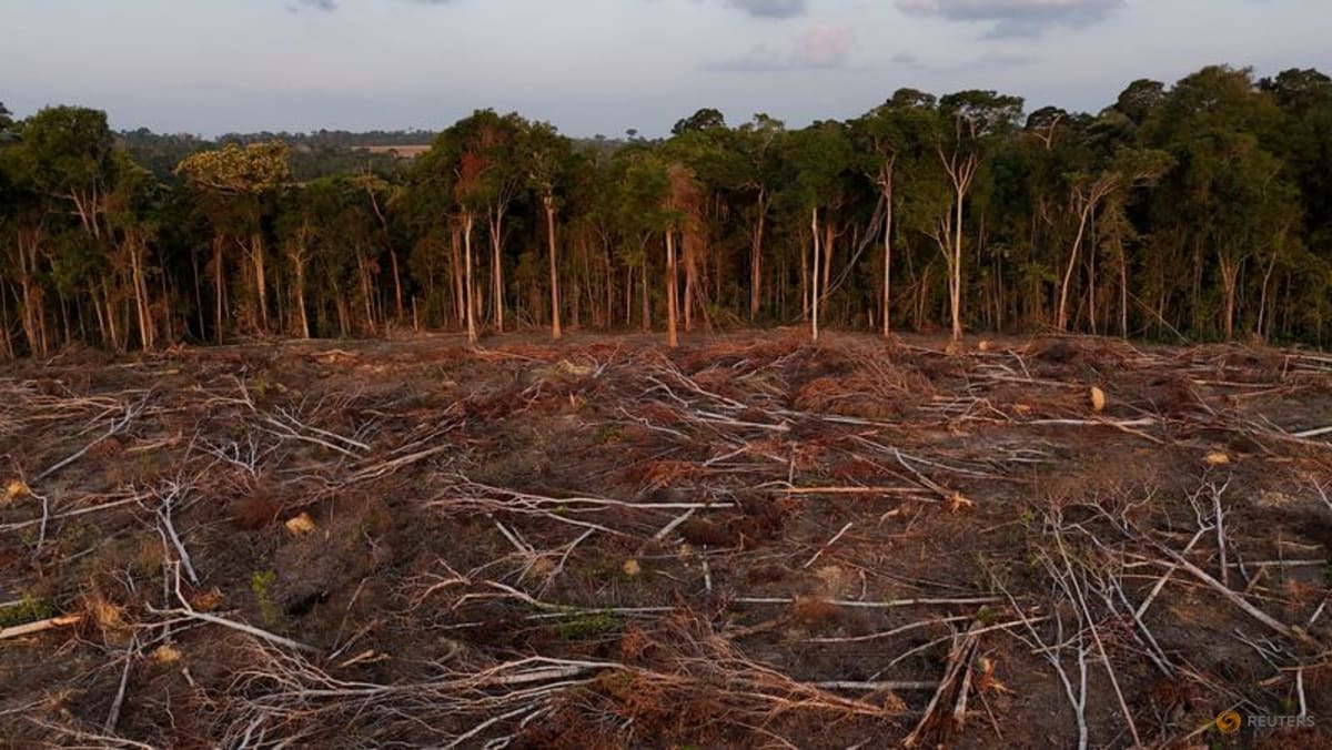 Tropical forest loss eases in 2025 from record high, report shows