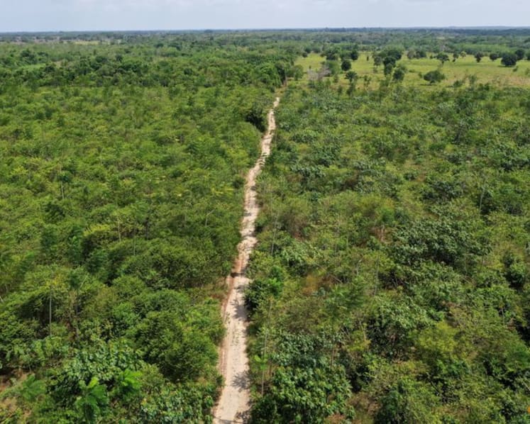 Exclusive-Google deal makes Amazon reforestation its top source of carbon removal credits