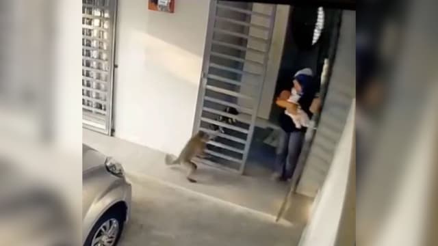 马国妇女抱孩返屋遭猴突袭 迅速关门避险自救