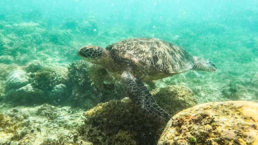 CNA Explains: What is the UN High Seas Treaty and how will it protect the world’s oceans? 