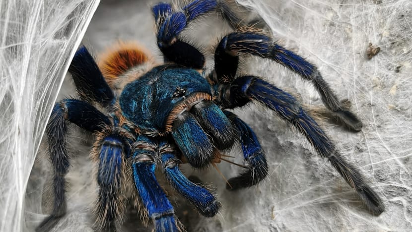Man charged with keeping 4 tarantulas in Punggol flat, importing 8 others