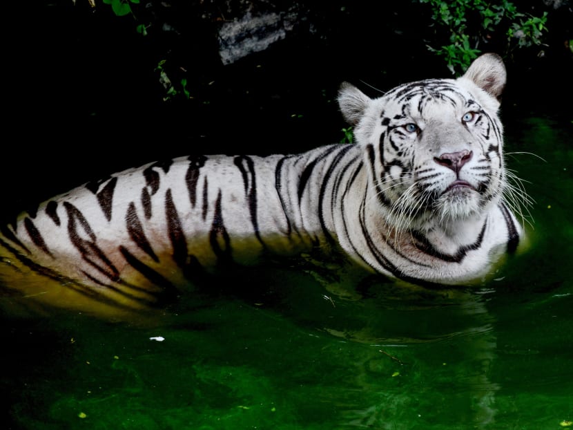 A Royal Bengal white Tiger looks on inside an enclosure at the 'Arignar Anna Zoological Park' on a hot sunny day at Vandalur in Chennai on Aug 10, 2019. A Royal Bengal white Tiger looks on inside an enclosure at the 'Arignar Anna Zoological Park' on a hot sunny day at Vandalur in Chennai on Aug 10, 2019.