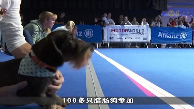 德国举办国际腊肠犬大赛 百只小短腿齐聚比拼速度