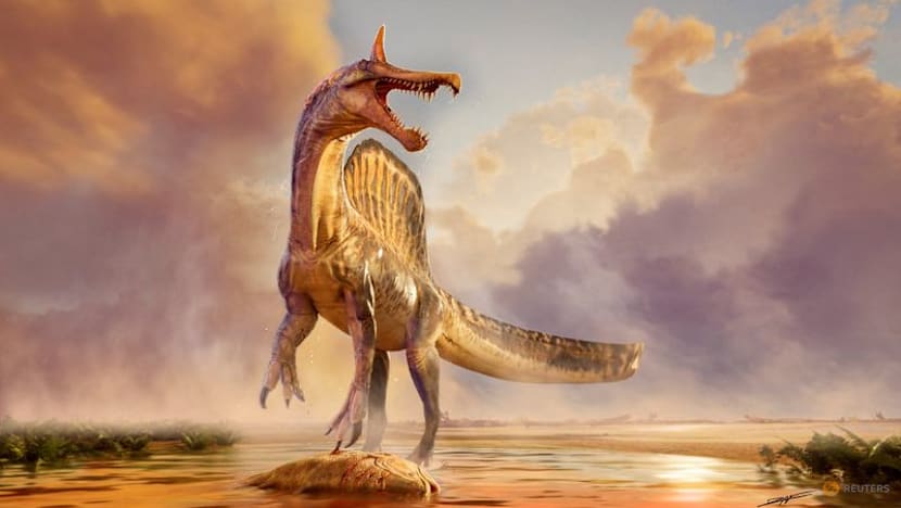 Fossils of a new species of huge dinosaur Spinosaurus unearthed in Niger