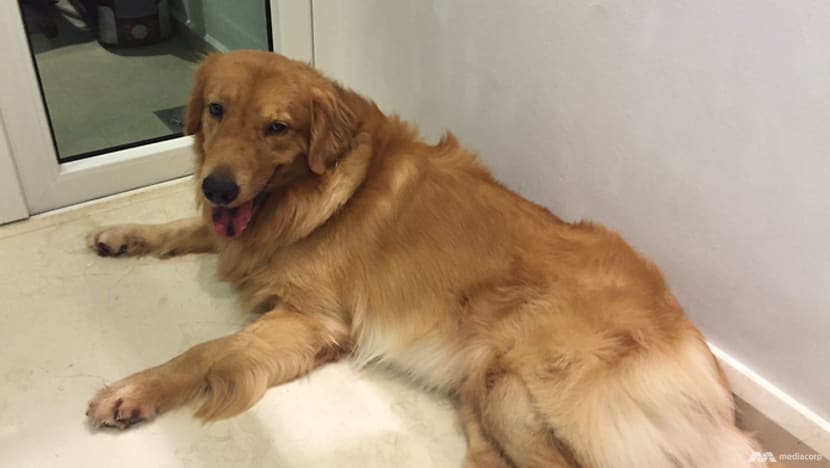 Commentary: How side hustles like dog ferrying can become a meaningful full-time job