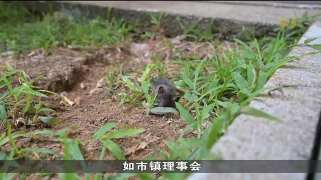 本地鼠患问题愈发严重 去年公共区域发现洞穴增逾20%