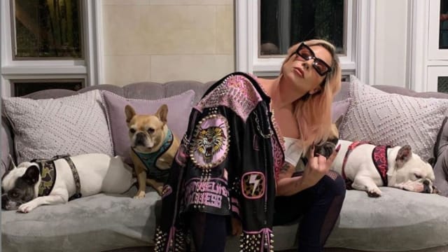 开枪伤人拐走Lady Gaga爱犬　青年被判监21年