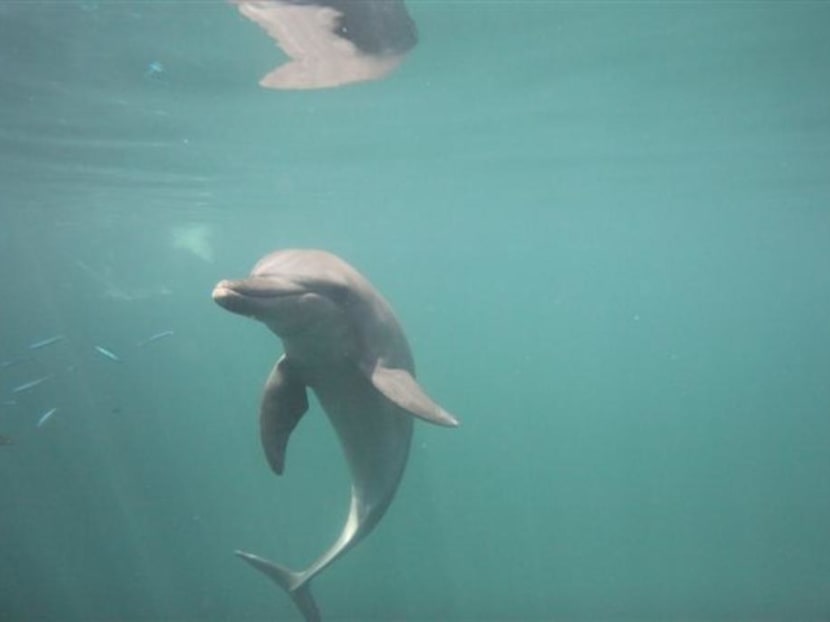 On a viral video showing a bottle-nosed dolphin repeatedly bashing its head against the side of its aquatic enclosure, Resorts World Sentosa declined to confirm whether the footage was taken at its facility.