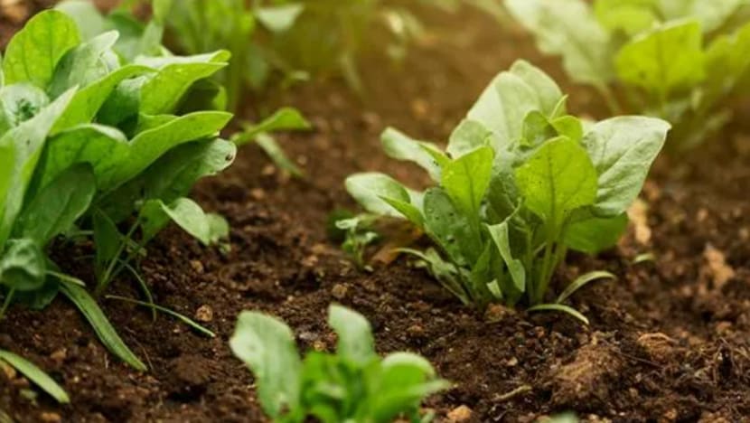 Cuaca panas hasilkan lebih banyak tanaman berkualiti di M'sia