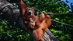 Related article image