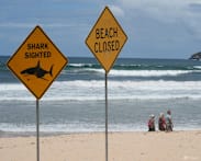 Drones spot sharks 73 times in two days off Sydney beaches