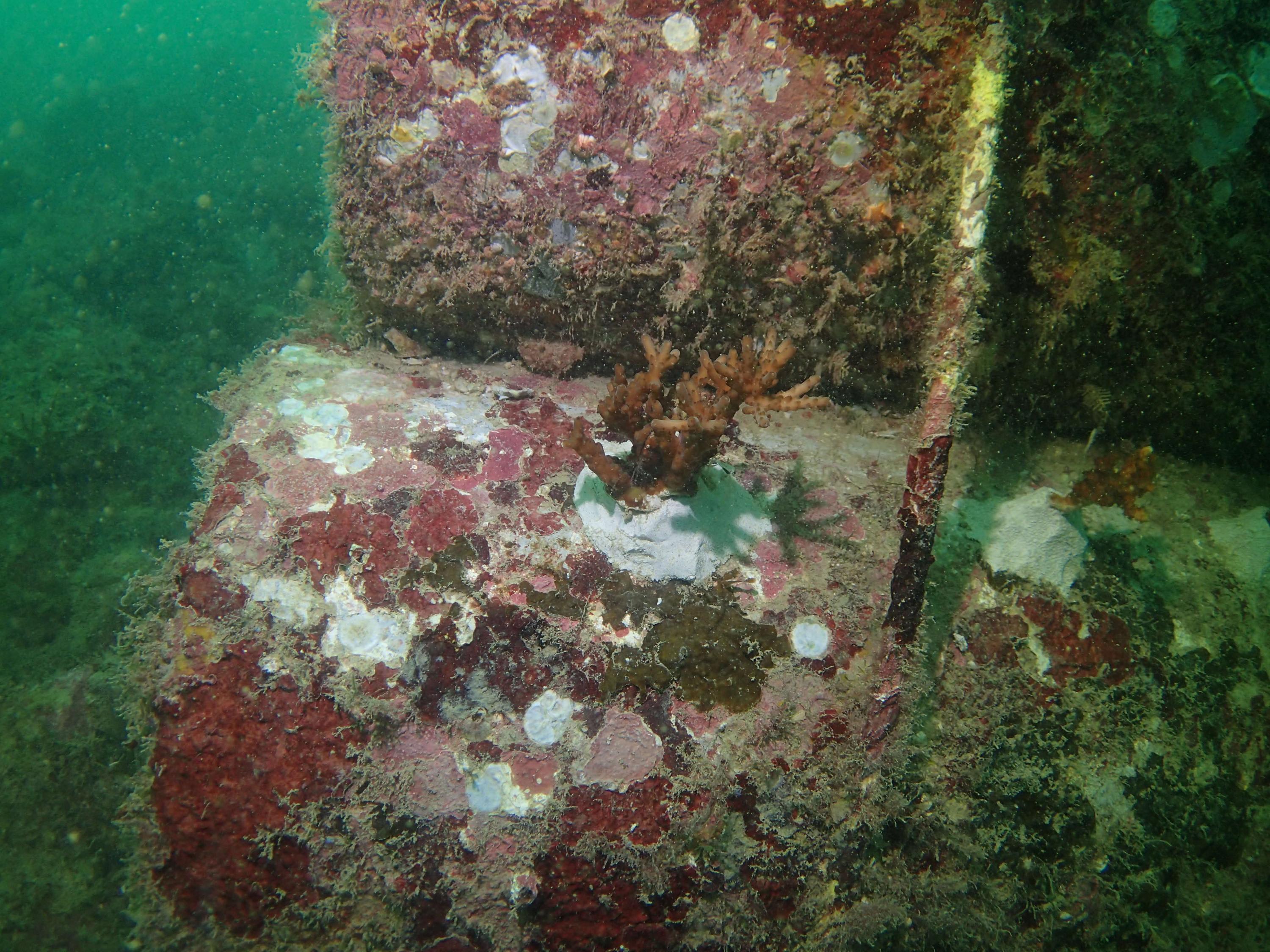 国家公园局展开迄今最大规模珊瑚修复计划在本地水域移植10万株珊瑚- 8world