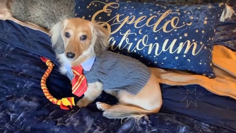 Dogwarts School of Wizardry: This puppy responds to Harry Potter spells