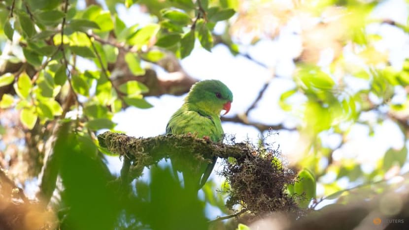 Indonesian parrot, seen once in a century, reappears in mountain forest