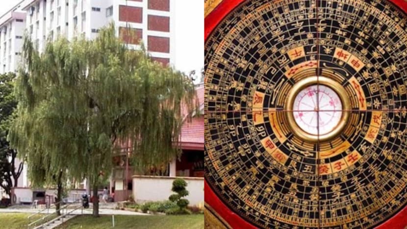 If You're Superstitious, You Should Avoid Having This Tree At Home Or In Your Garden