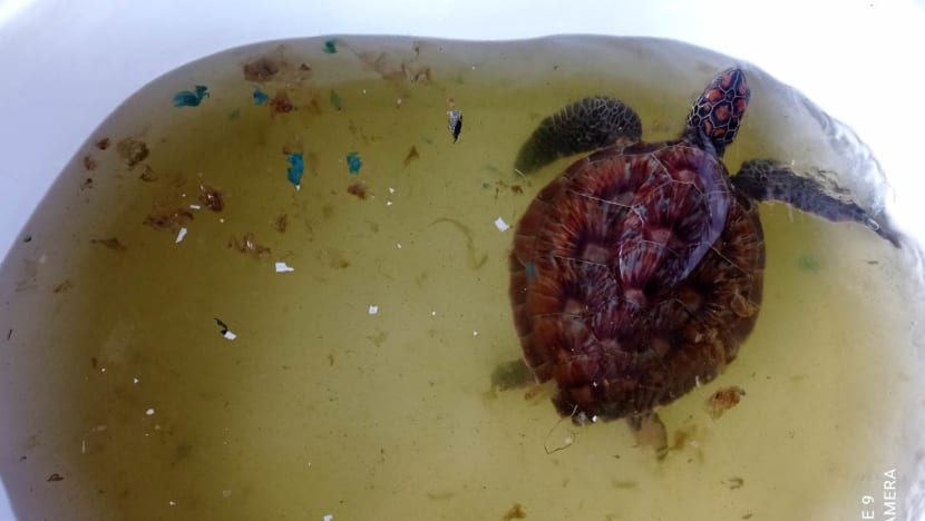 Tuk the turtle swallowed more than 300 pieces of trash, and its rescue highlights Thailand's marine waste problem Tuk the turtle swallowed more than 300 pieces of trash, and its rescue highlights Thailand's marine waste problem