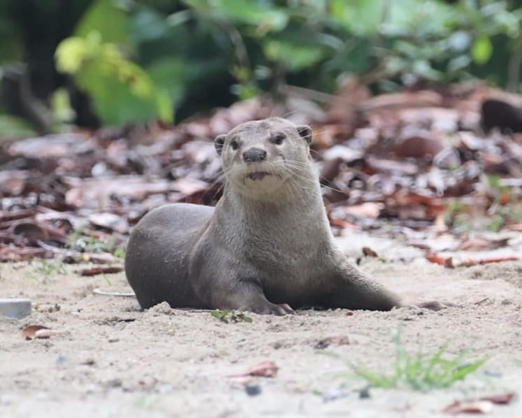 NParks mulls sterilisation to control otter population after they enter homes, eat koi