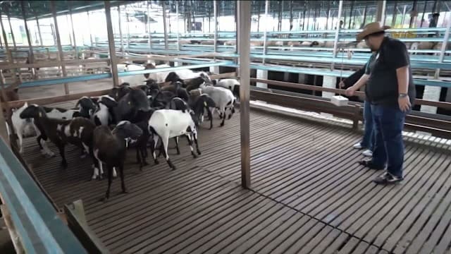 狮城人赴柔佛开农场 生态旅游成新卖点